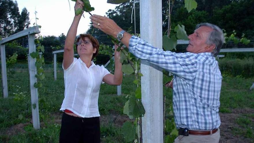 Viticultores en Vilaboa analizan el estado de una de sus viñas. // Gustavo Santos