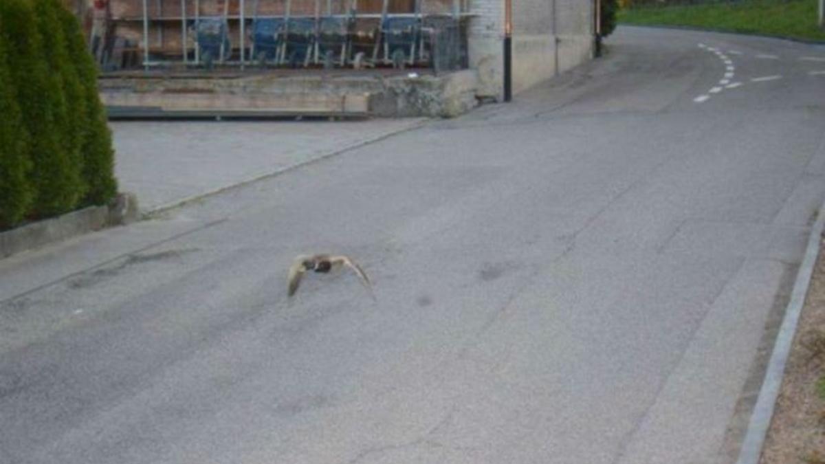 El pato que superó el límite de velocidad.