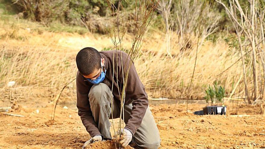 Labores de plantación de nuevas especies. | A.T.