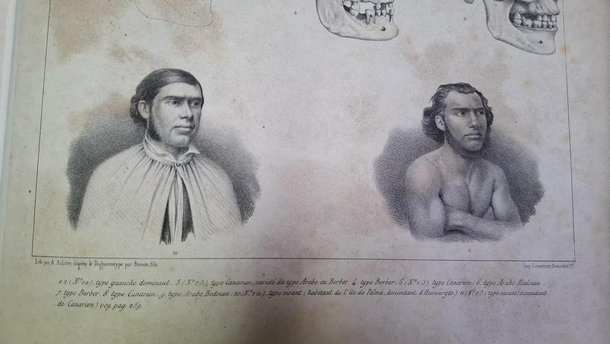 Los grabados realizados a partir de la primera fotografía a un canario y publicados en ‘Historia natural de las Islas Canarias’.