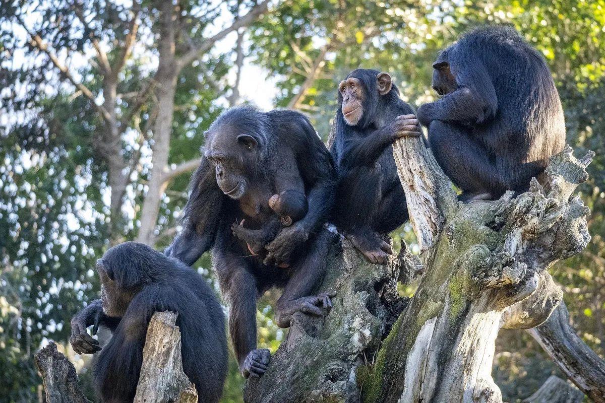 Los chimpancés y los bonobos son nuestros parientes más cercanos
