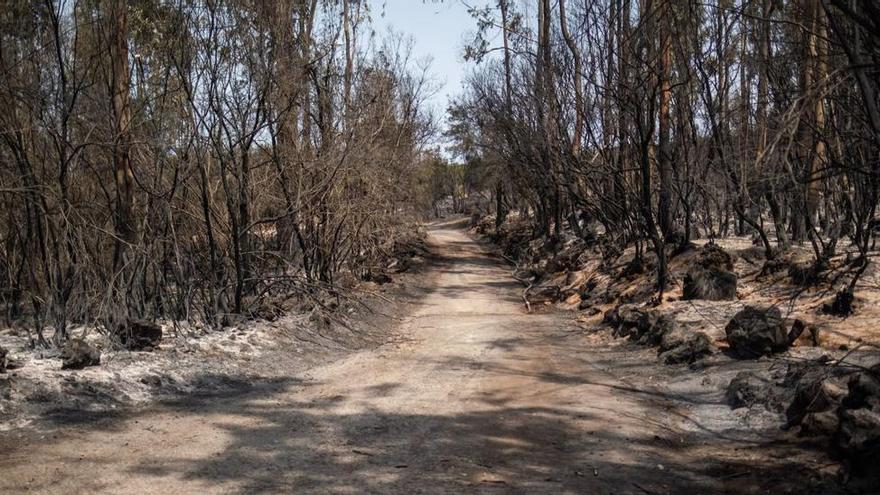 Colmenas arrasadas por el incendio en Tenerife.