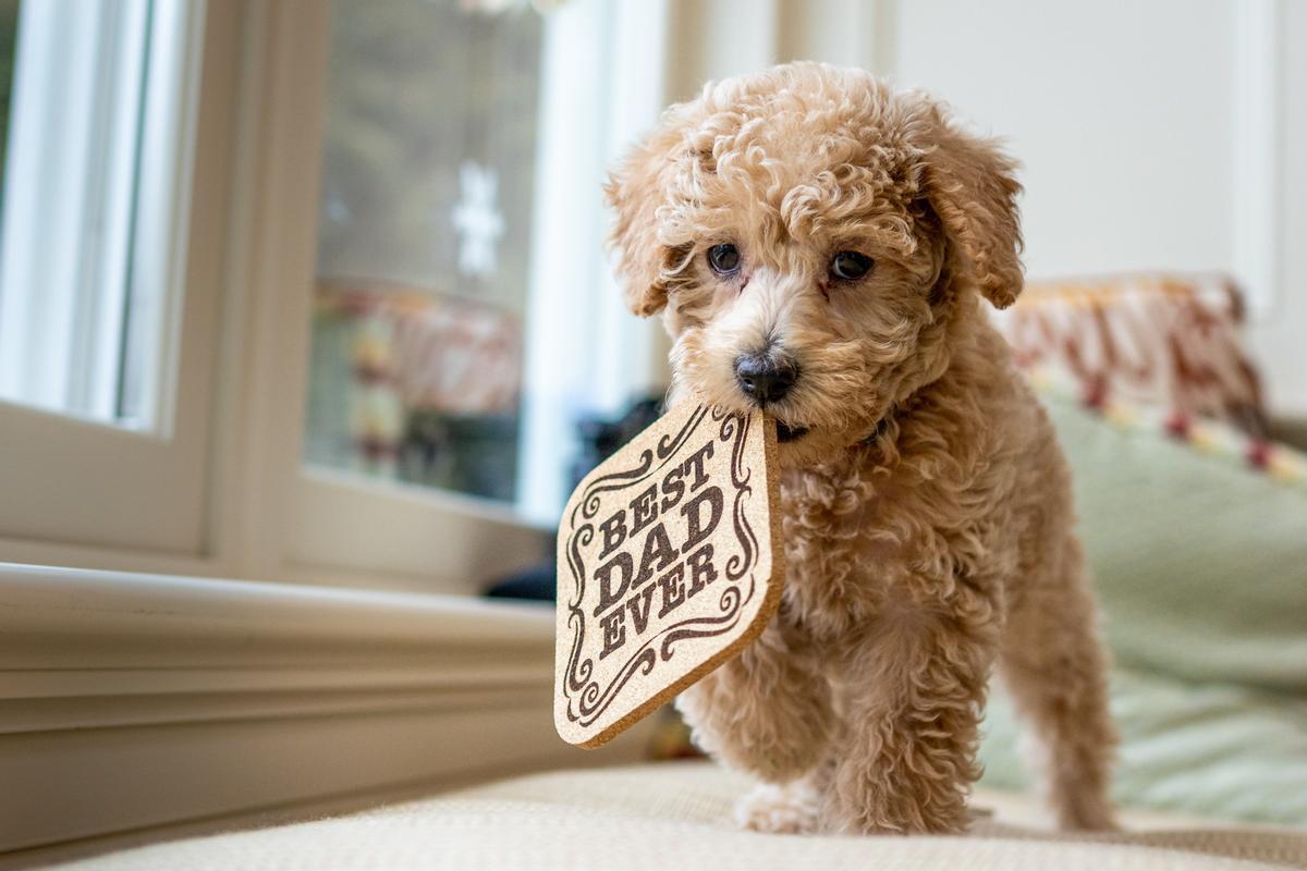 PERROS MINIATURA | Las 5 razas de perros pequeños más populares: Caniche Toy