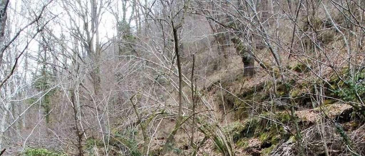 Árboles en el cauce del río Lindes.