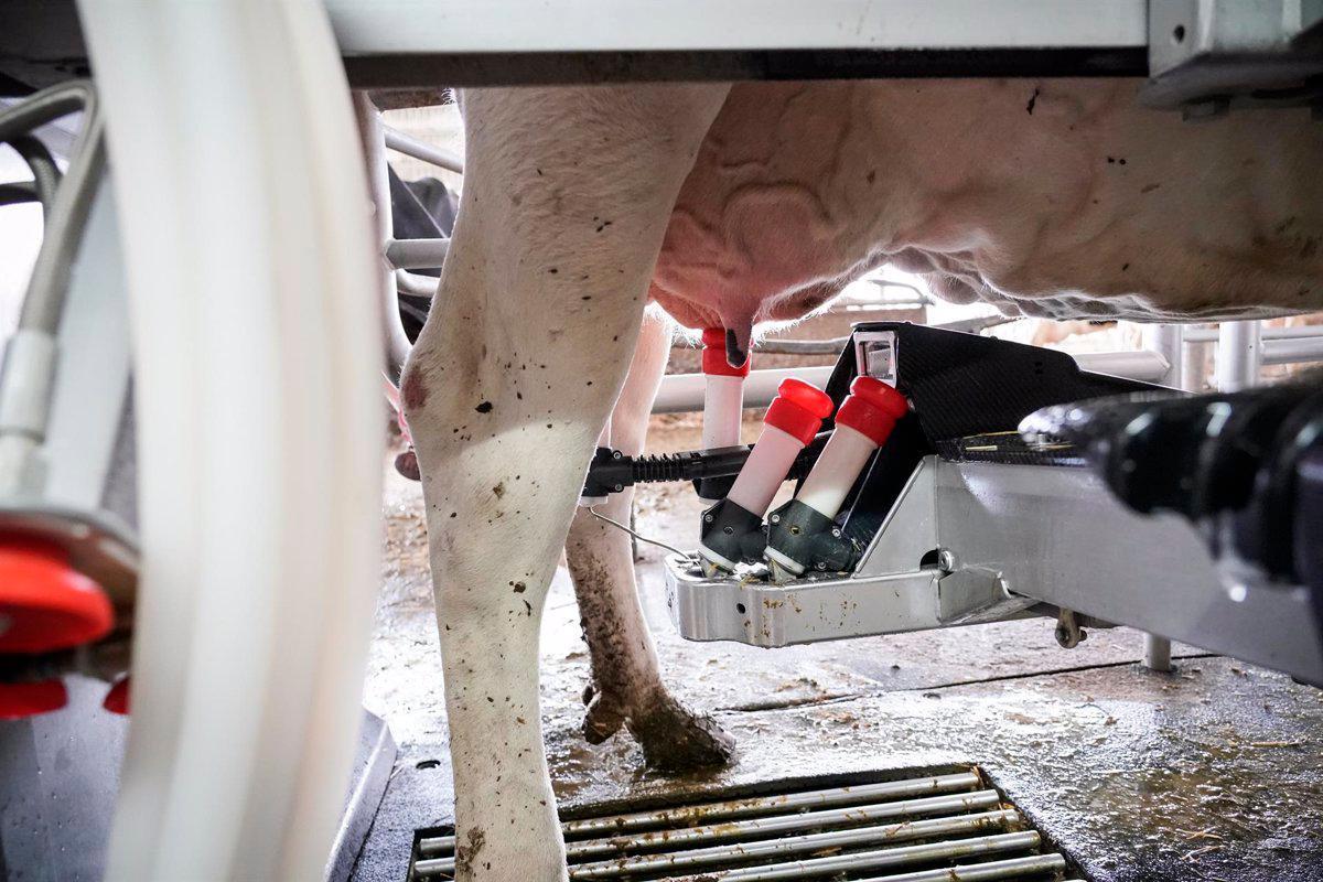 Ordeño de una vaca.