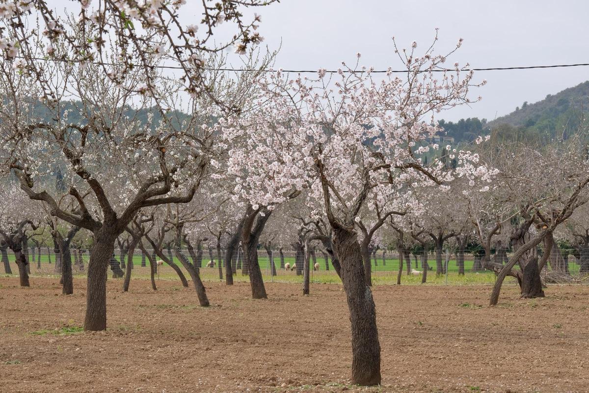 Las fotos de la tardía floración de los almendros en Mallorca Las fotos de la tardía floración de los almendros en Mallorca