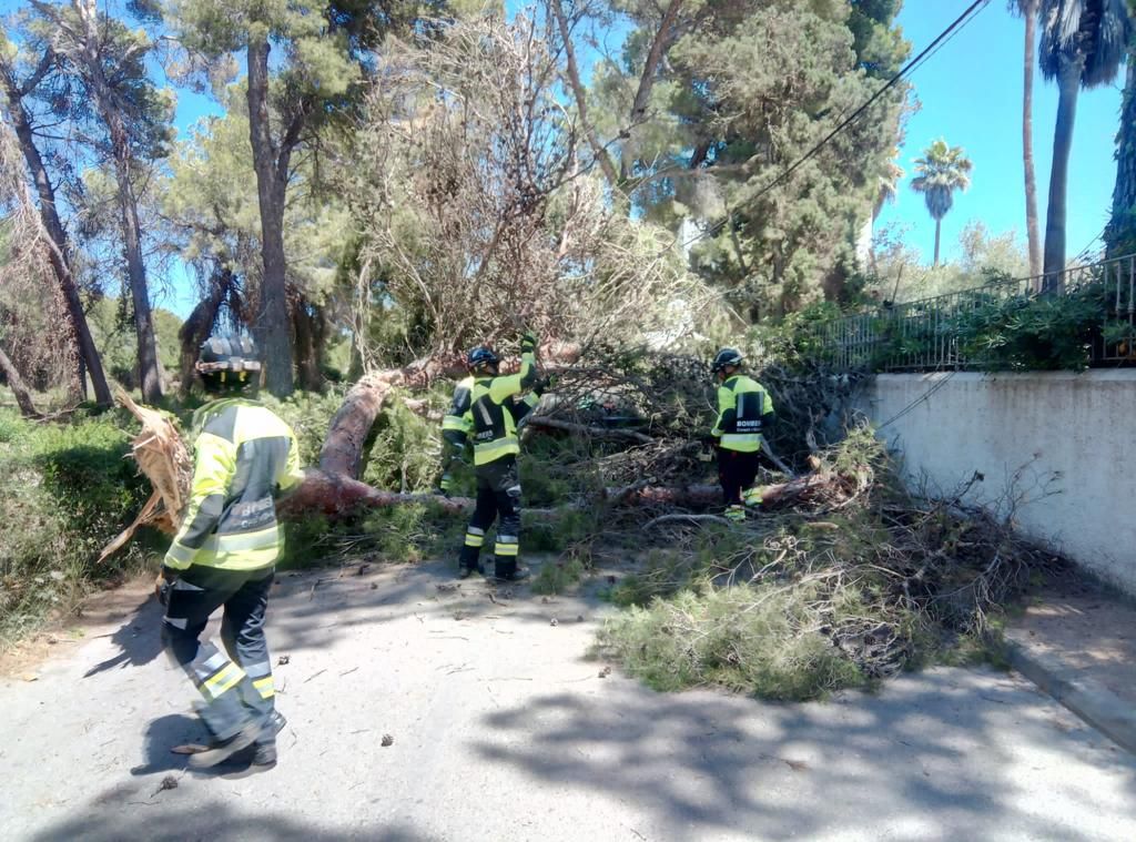 Una rama de un árbol cae sobre un coche en Ibiza