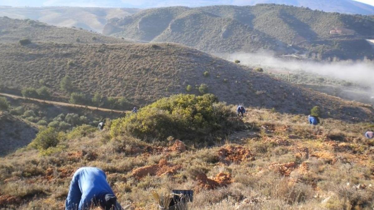Trabajos de plantación manual enmarcados en el PREA