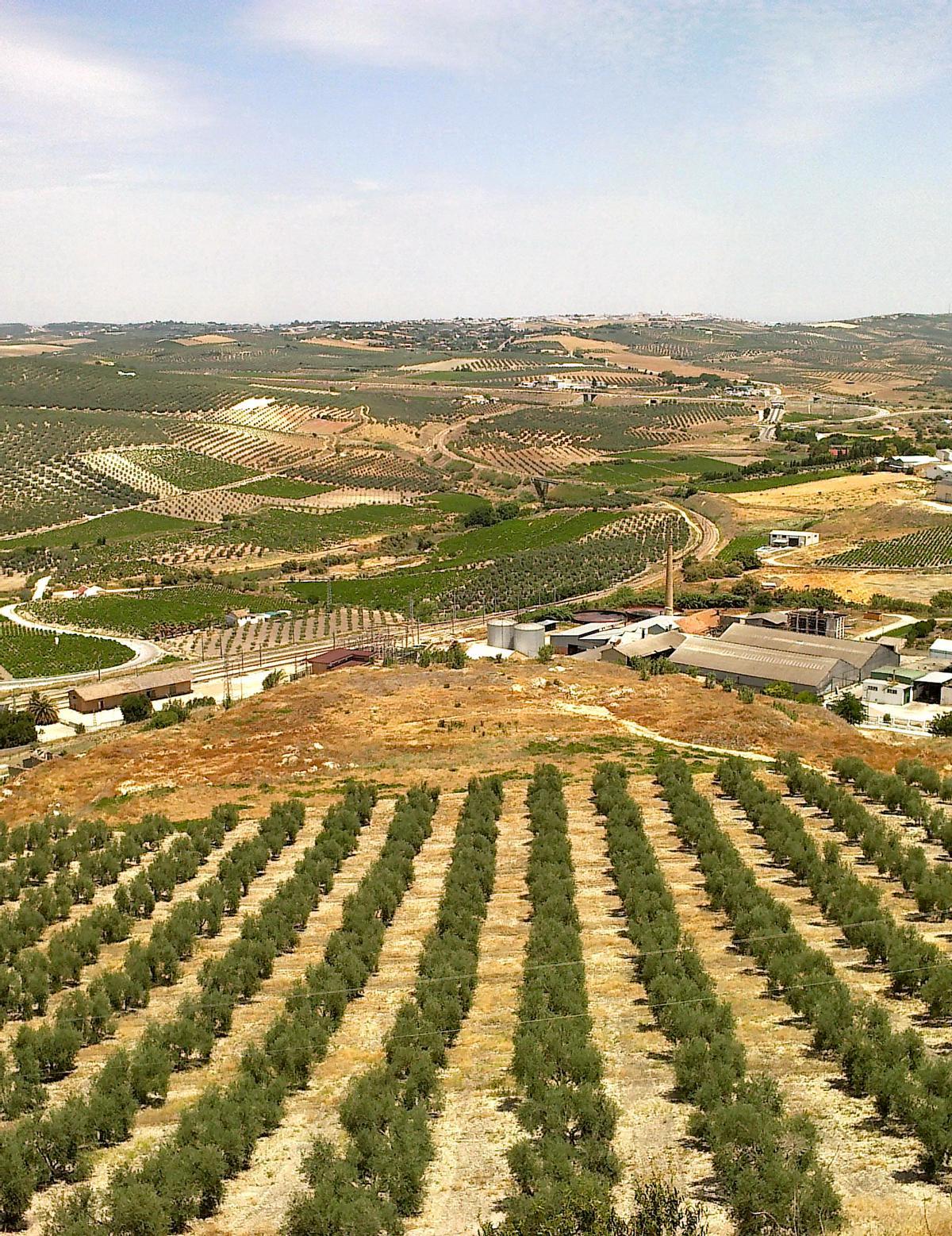 Vista de los alrededores de Aguilar de la Frontera