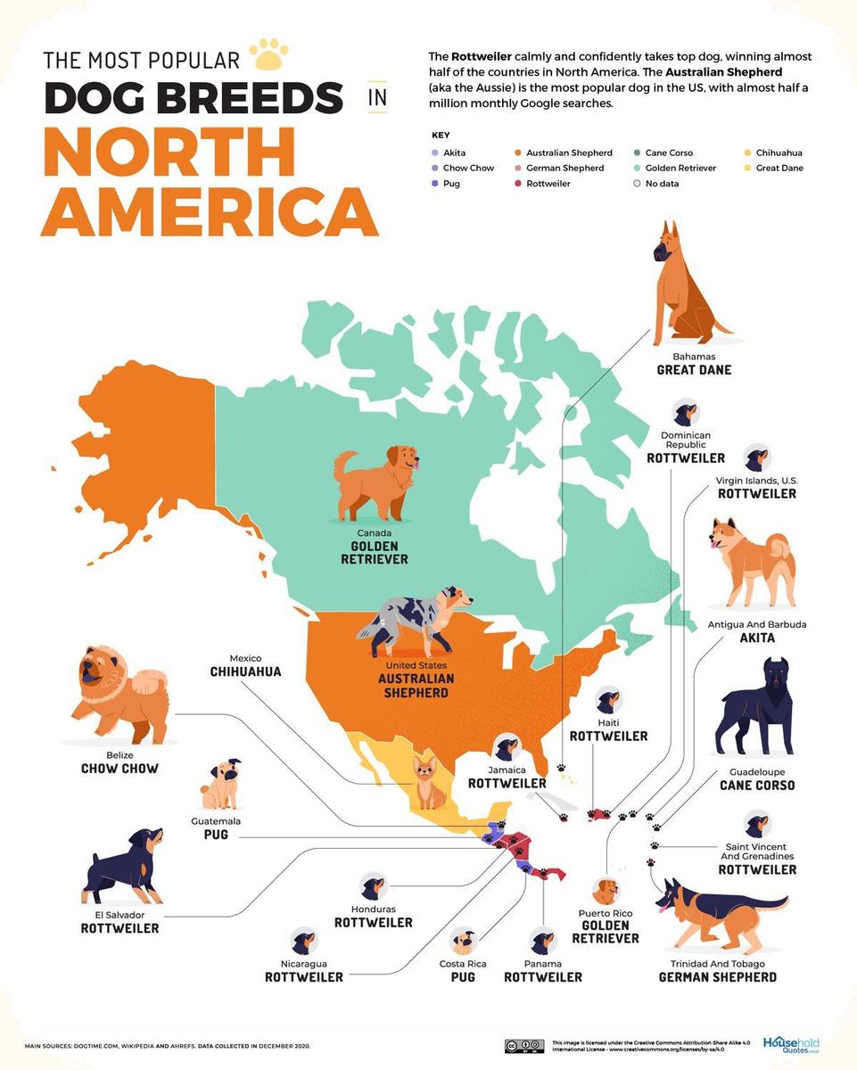 perros populares, norteamerica