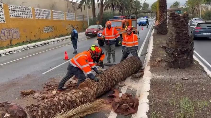 Tala de árbol en la Avenida del Cabildo en Telde por la borrasca Emilia