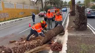 La borrasca Emilia causa daños en Telde: caída de árboles, postes y una torre de alta tensión
