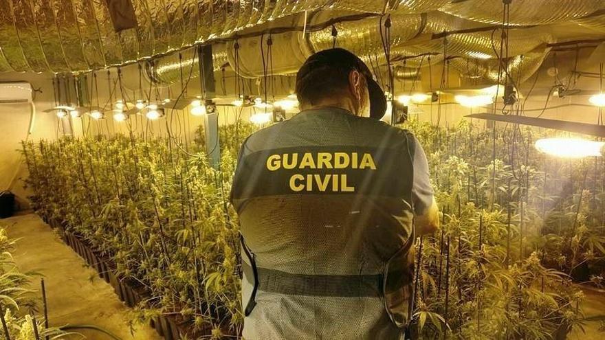 Detenidas siete personas por cultivo de 2.350 plantas de marihuana en naves industriales de La Haba