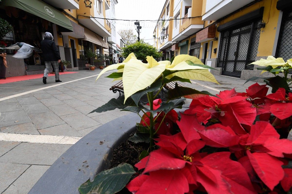 Santa Brígida en Navidad