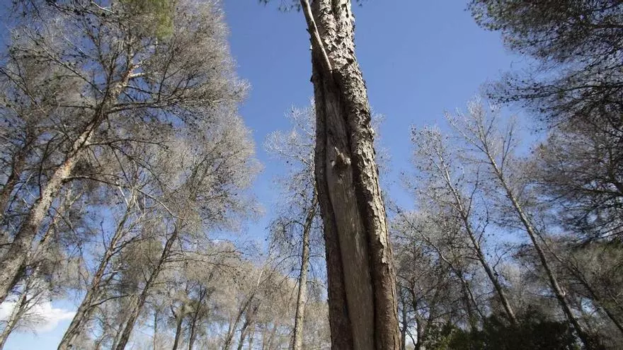 La masiva mortandad de pinos cambia el paisaje de la Garrofera de Guadassuar