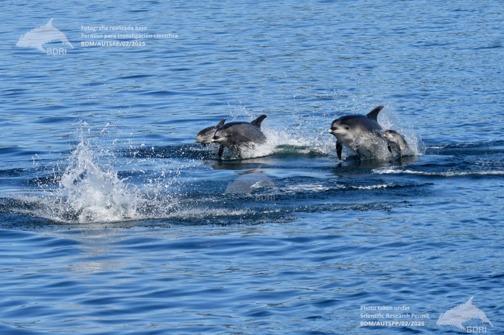 Biólogos, doctores y estudiantes del BDRI hacen un estrecho seguimiento de los mamíferos marinos en las rías de Vigo, Pontevedra y Arousa.