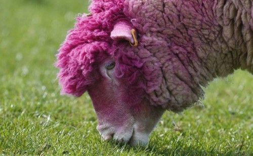 A sheep with dyed pink wool grazes in a field near the village of Balintoy