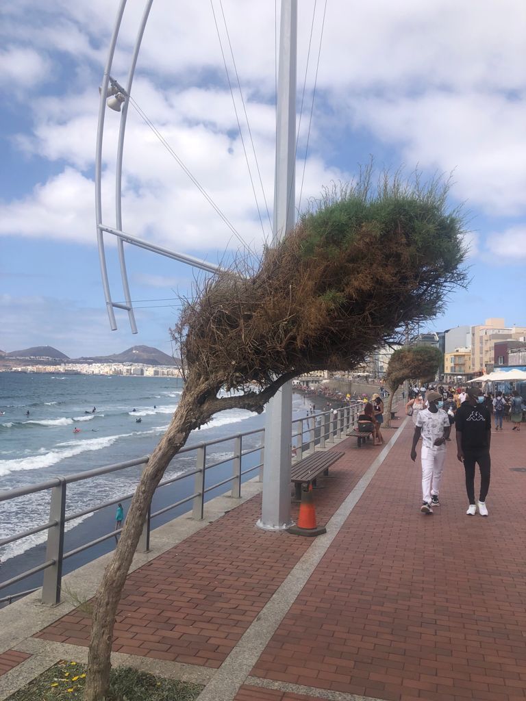 Pinos con mal aspecto junto a La Cícer