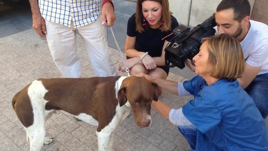 La iniciativa está dirigida en especial a perros, gatos y hurones.