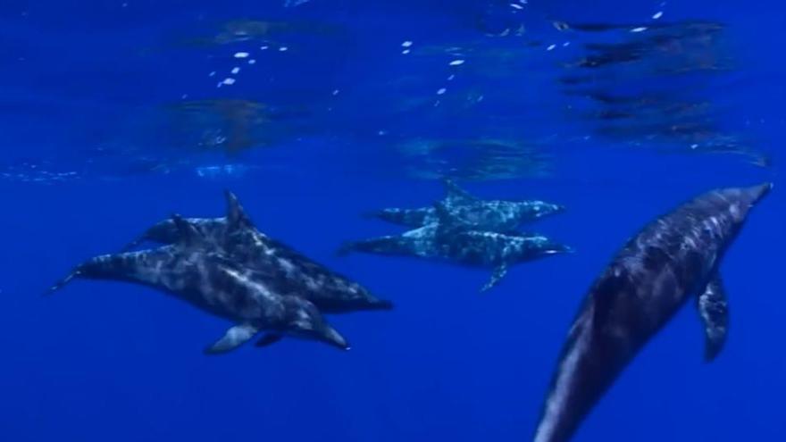 El delfín de dientes rugosos, la especie más inteligente del mar