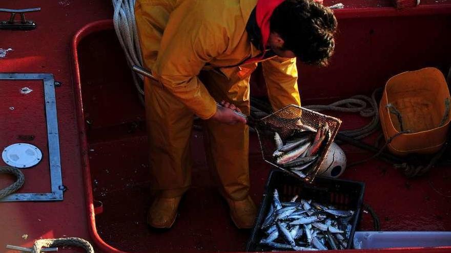 Un pescador del &#039;xeito&#039; prepara la sardina para su descarga en puerto.