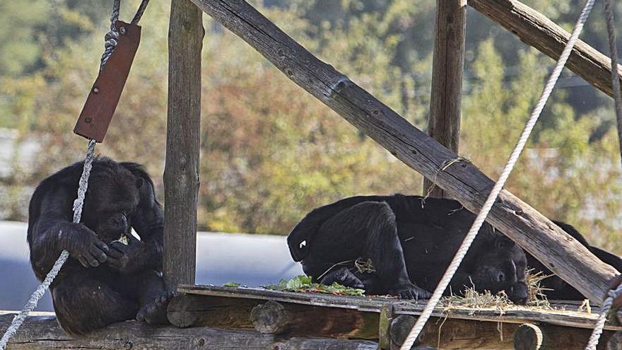 Dos ximpanzés descansant a l’ombra. DAVID APARICIO   