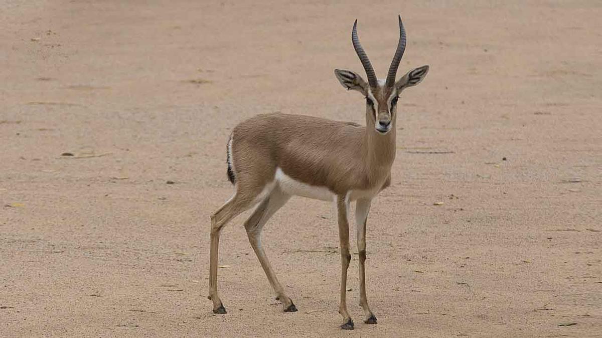 Teaser de la reintroducción de la gacela dorcas en el Senegal