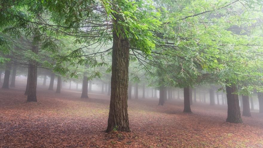 Bosque del Monte Colón en Poio (Pontevedra).