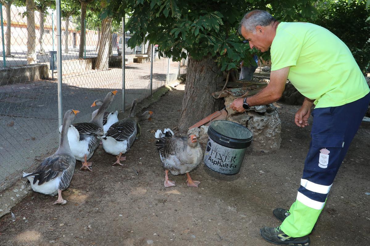 Ánsares comunes junto a un cuidador. Zoo de Aves de Herrera de Pisuerga