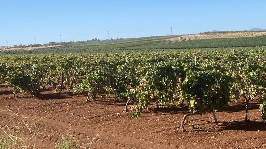 El precio de la uva de cava desciende un 25% con respecto al pasado año