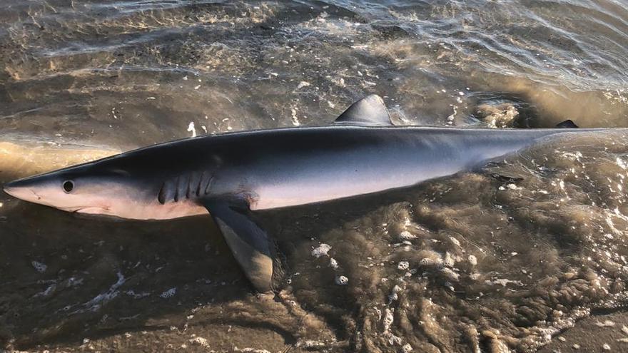 Aparece un tiburón varado en la playa de San Juan