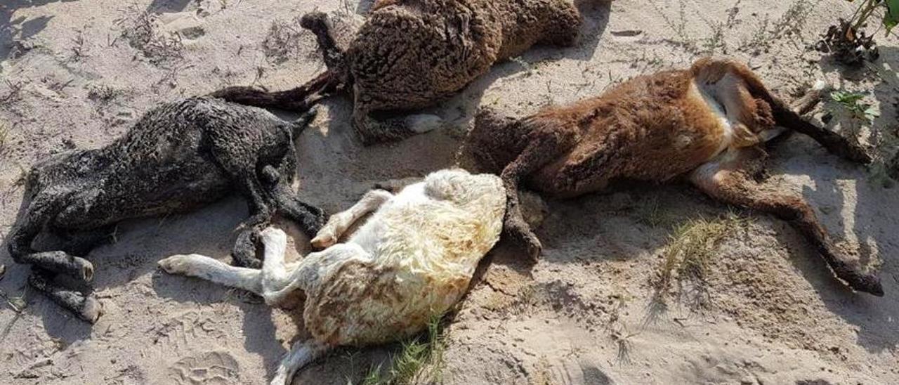 Cuatro cabras decapitadas tras un ritual en una playa de Valencia en agosto de 2017