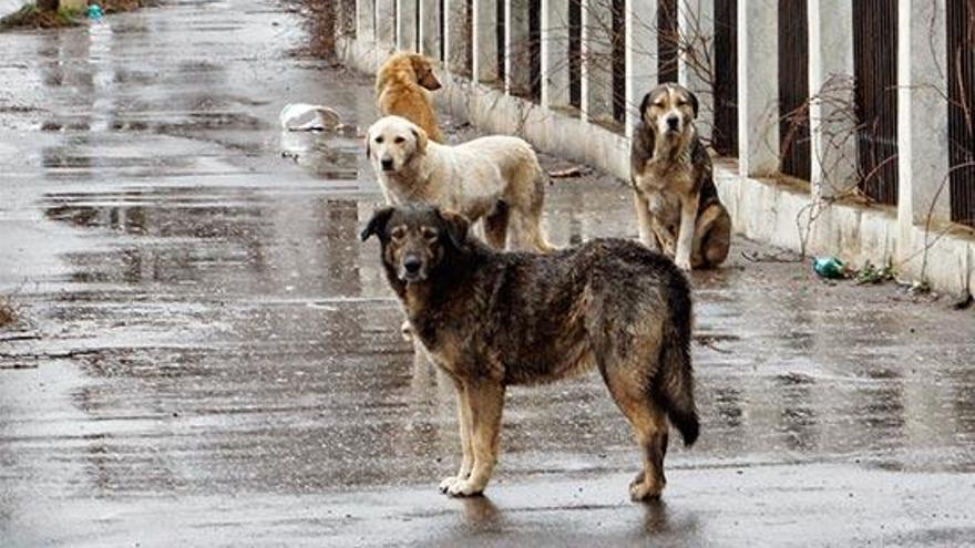 Música y baile para ayudar a los perros sin hogar en Las Torres