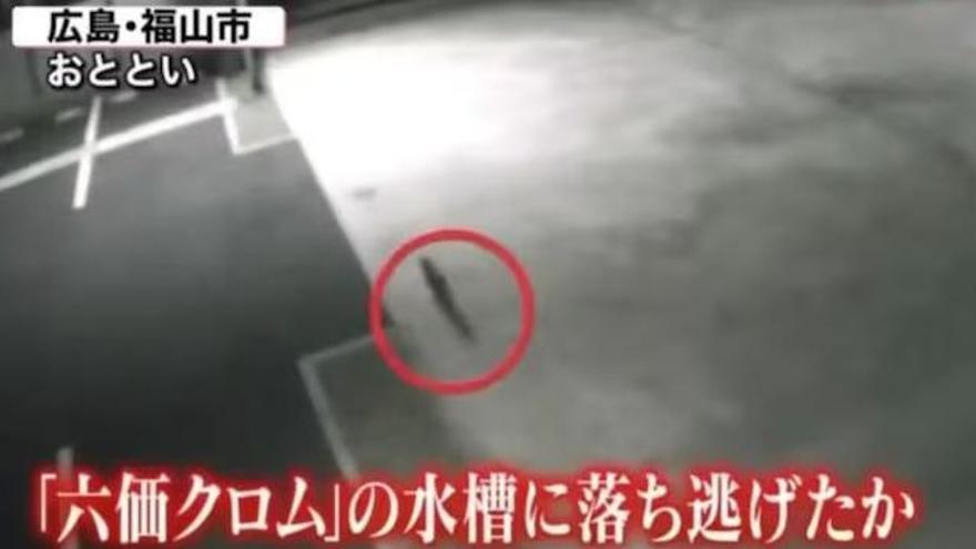 Un gato &quot;tóxico&quot; pone en jaque a Japón: pasea por la ciudad tras caer en un bidón de químicos