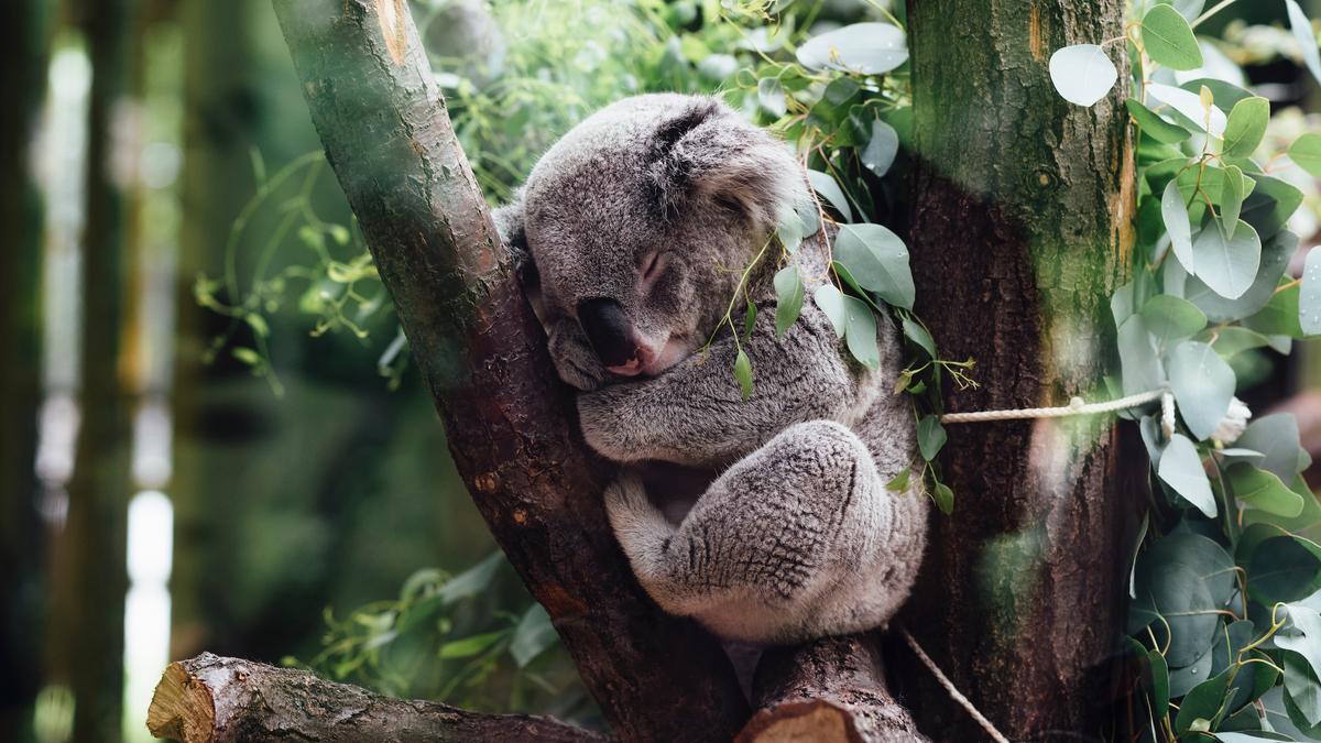 Un koala durmiendo en un árbol.