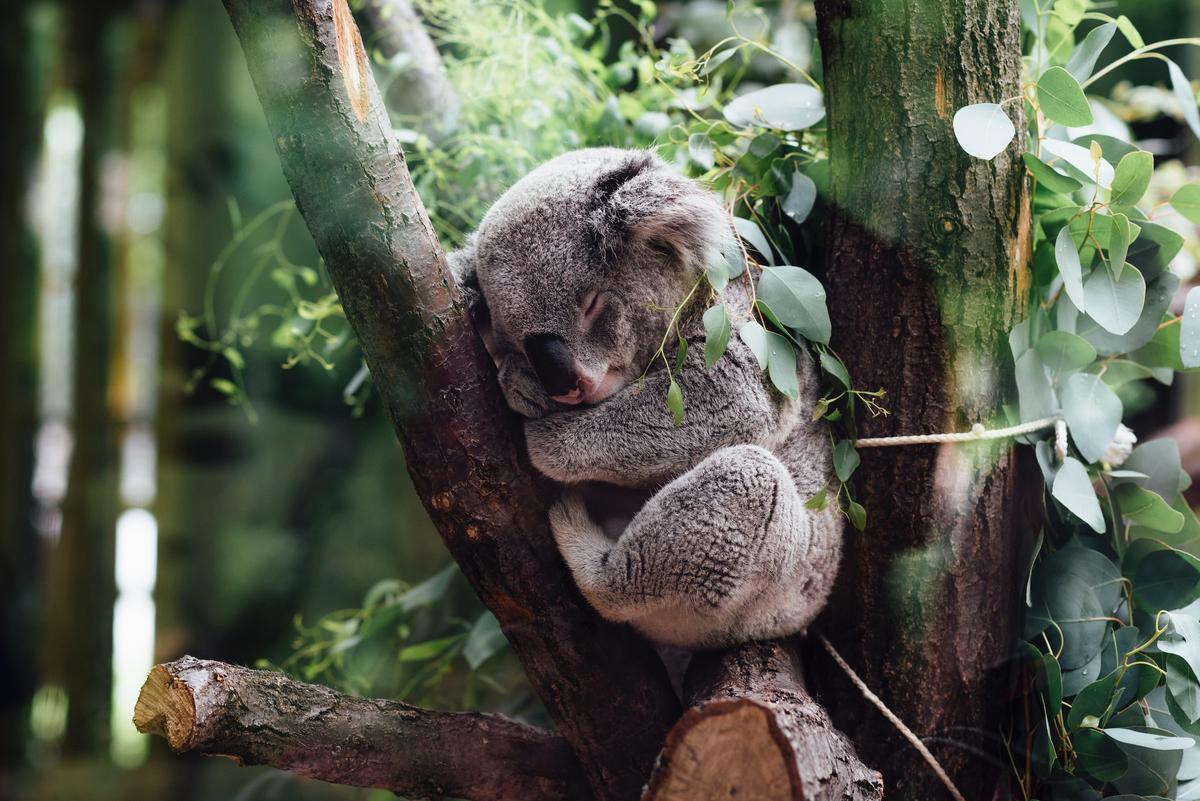 Un koala durmiendo en un árbol.