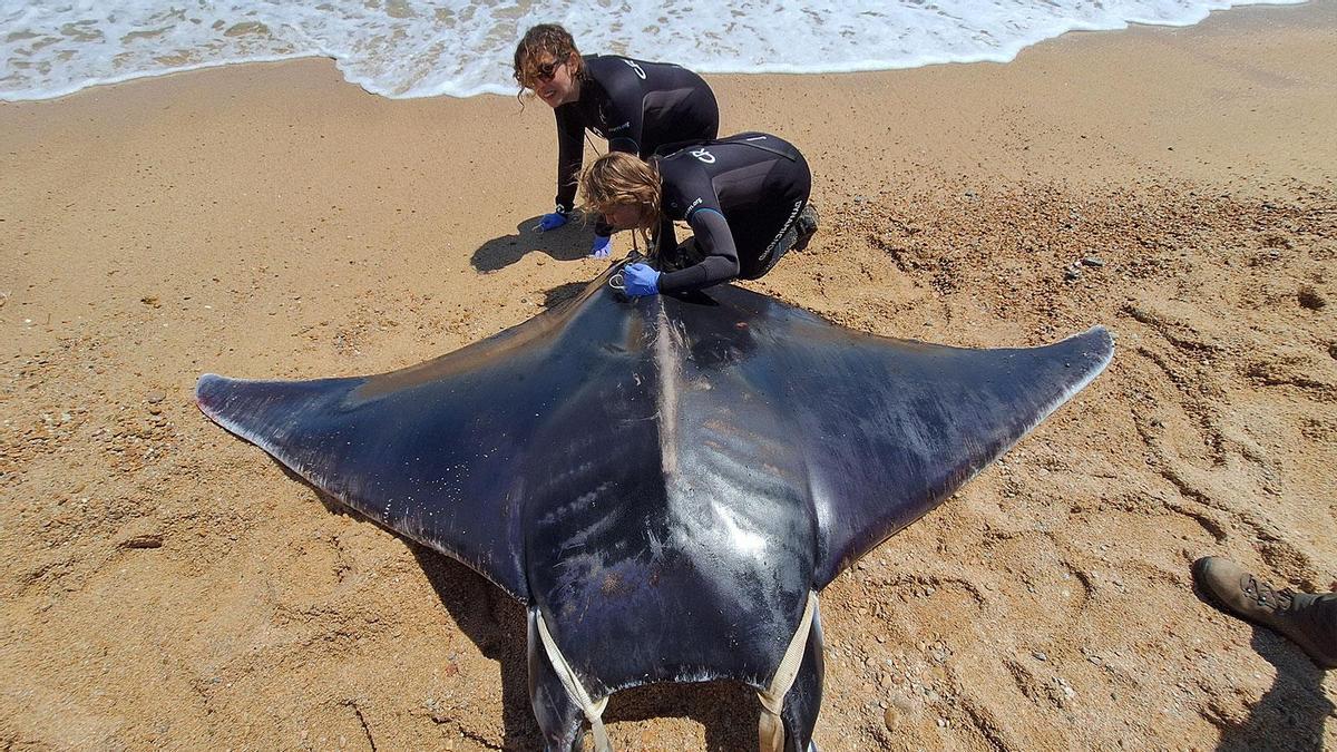 Rescats de fauna marina a la Costa Brava durant l'any passat