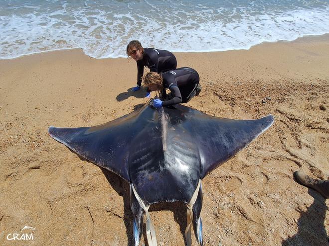 Rescats de fauna marina a la Costa Brava durant l'any passat