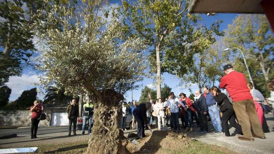 Un olivo centenario por el Club de Leones - La Opinión de A Coruña