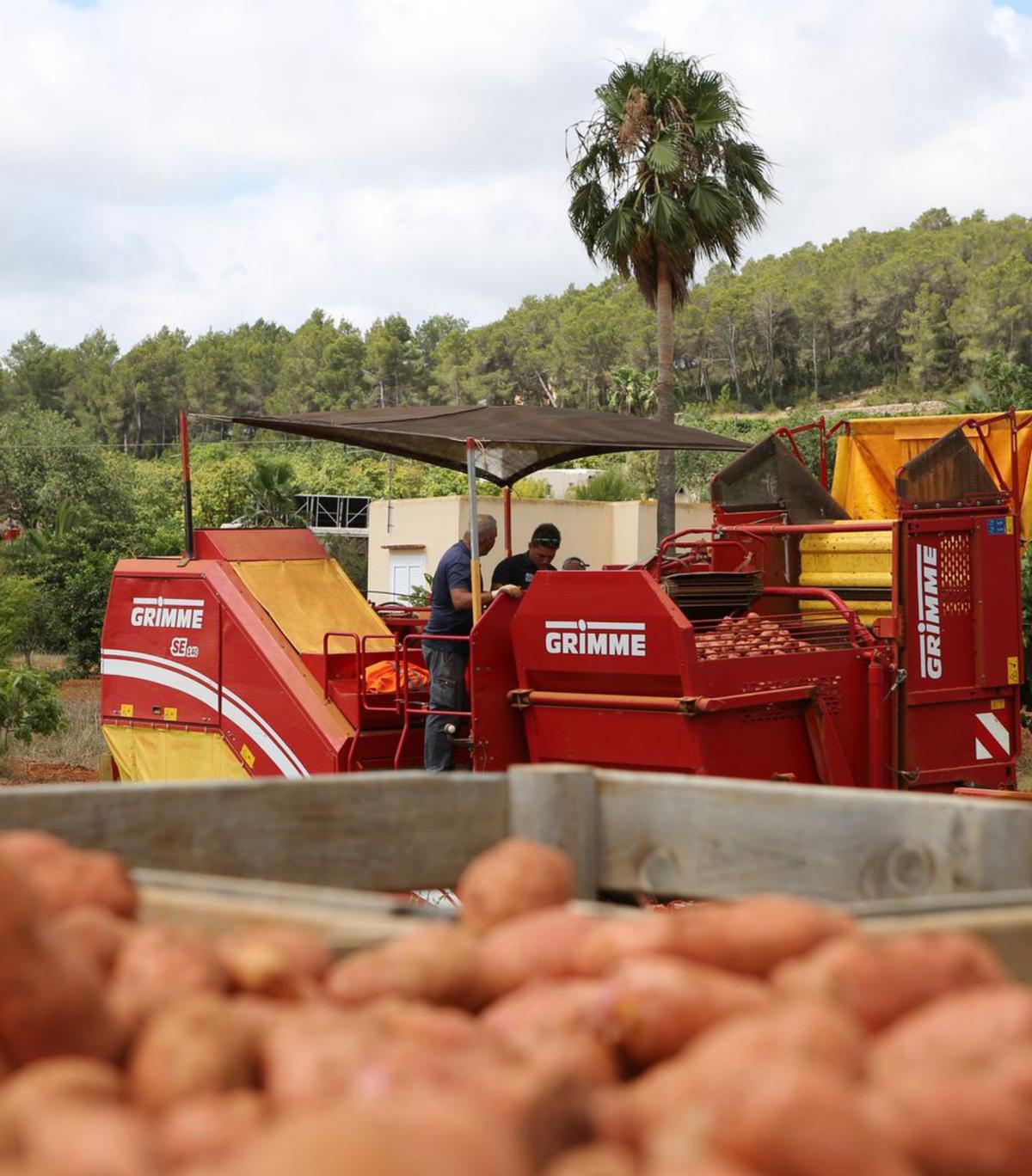 La patata sigue siendo el producto estrella de Mister Chippy. | PETER SPRANZ