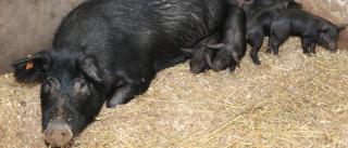 El ‘porc negre’ de Ibiza y Formentera llega a México