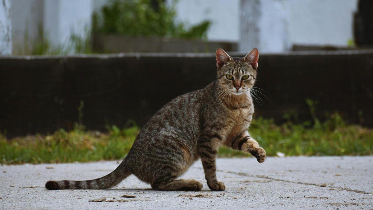 Un gato en una imagen de archivo