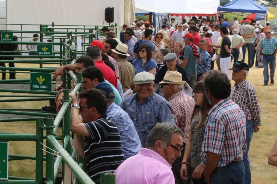 Feria de la Raza Sayaguesa en Bermillo