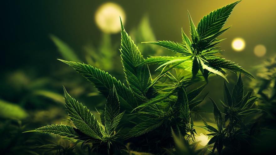 Descobreix els beneficis que ofereix el cànnabis terapèutic
