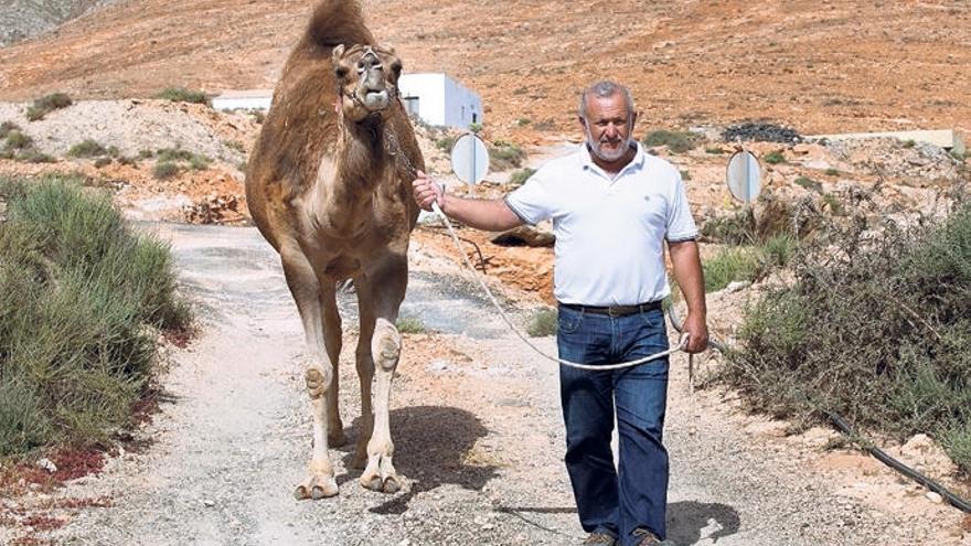 El alcalde de Betancuria, Marcelino Cerdeña, lleva del cabestro a su camella &#039;Gara&#039;.