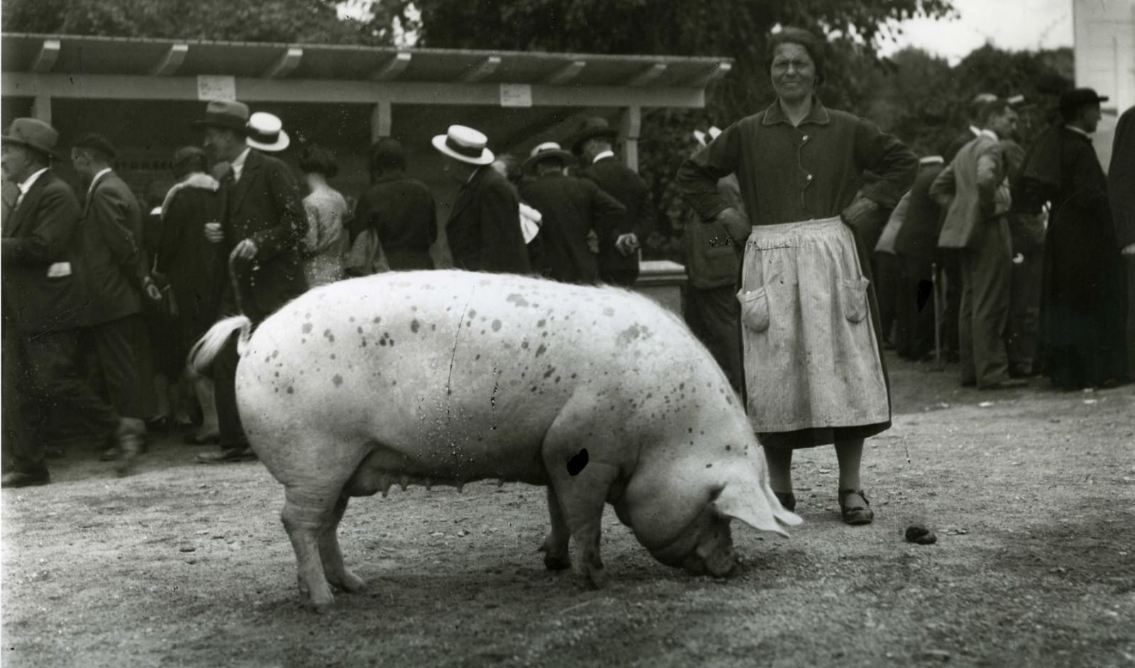 Cómo ve la Asturias tradicional los animales de casa