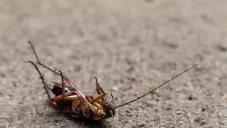 ¡Cuidado! Esto es lo que tienes que hacer si te encuentras una cucaracha muerta boca arriba