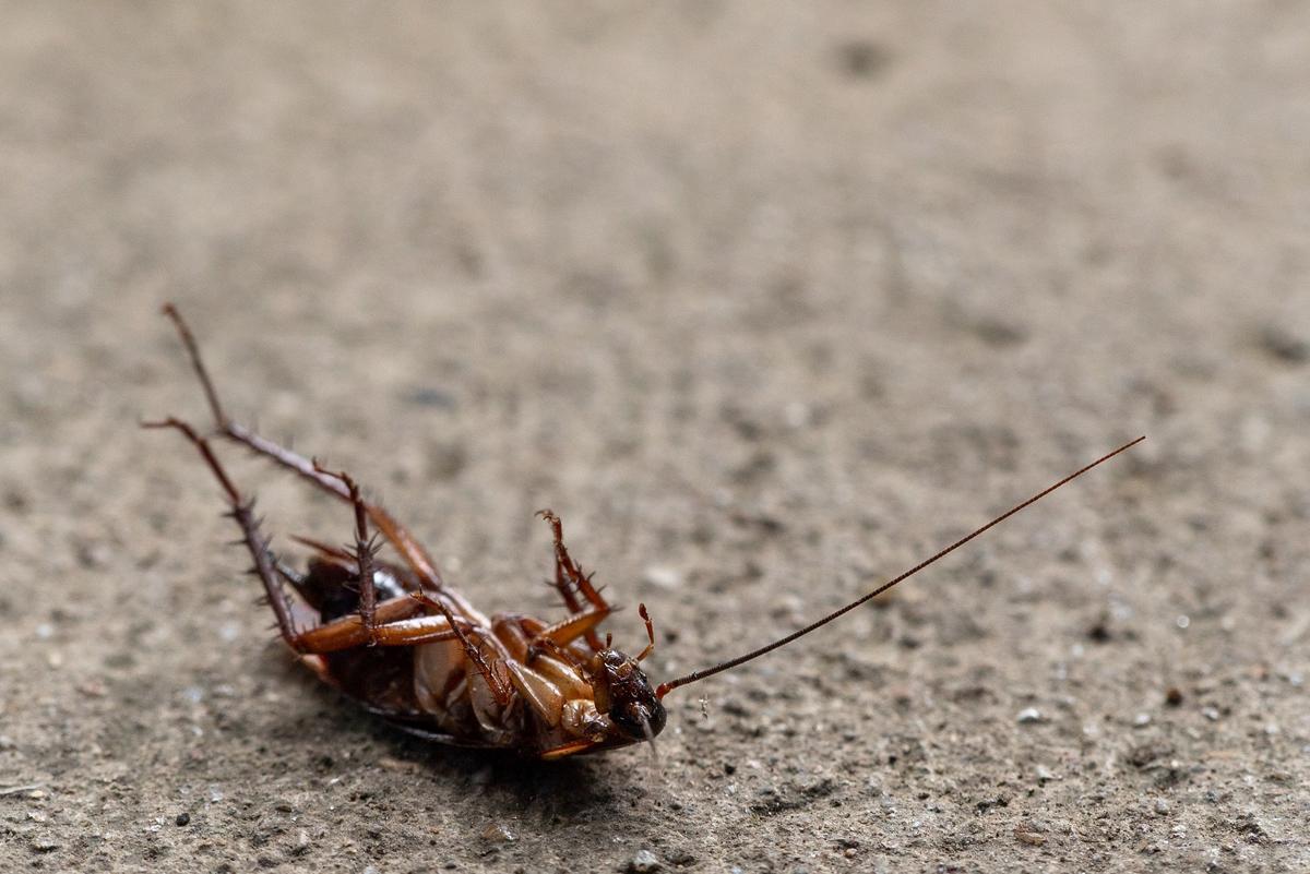 Las cucarachas son la plaga más común en España