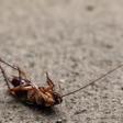 Las cucarachas son la plaga más común en España