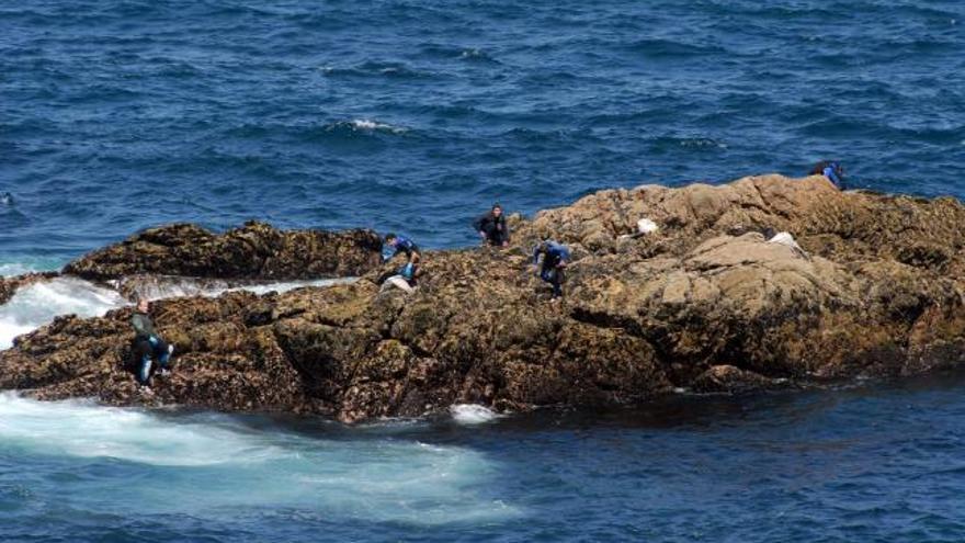 La recolección de la mejilla, como ocure con la del percebe, se realiza en la rocas del litoral gallego.